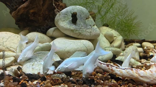 Timelapse Video of Tiny white fish swimming near rocks and shells. They explore a peaceful, shallow aquarium. Gravel, driftwood, and green plants add texture. Natural lighting enhances the tranquil 