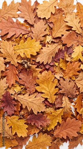 Autumn oak leaves in warm shades of orange yellow and brown scattered on white background