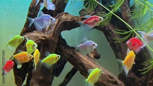 Footage of Vibrant fish darting through a naturalistic aquarium scene. Wooden driftwood and green aquatic plants frame the colorful display. Fish swim in lively groups, showcasing bright red, yellow. 