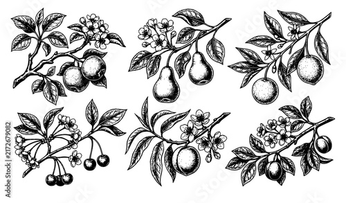 Antique Botanical Fruit Branches Hand Drawn Ink Sketch Vector Collection