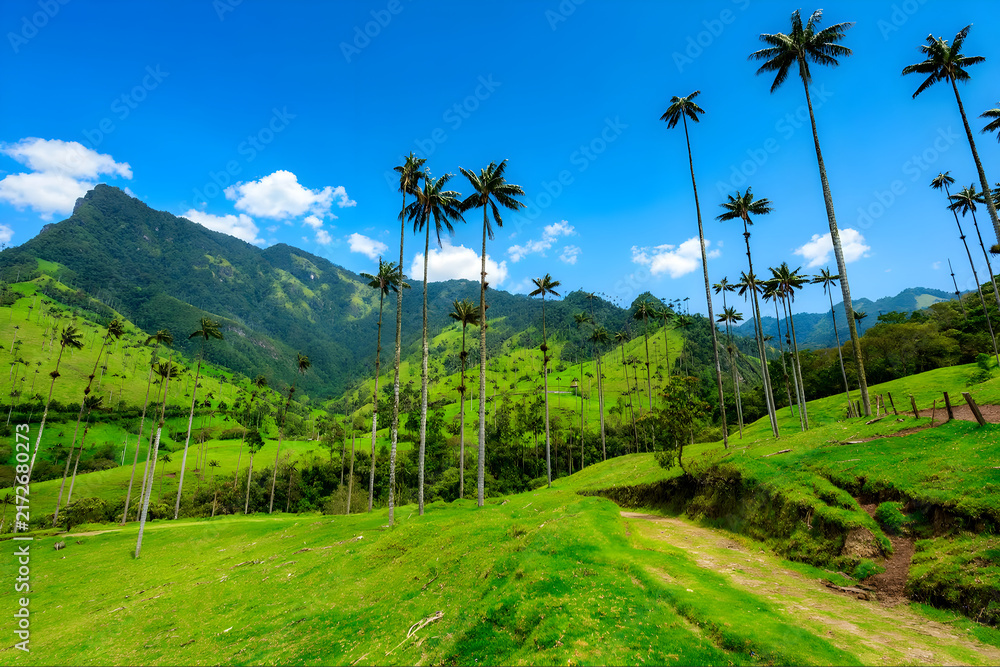 Obraz premium Towering Wax Palm Trees Rising Above the Lush Green Hills of Cocora Valley Under a Bright Blue Sky