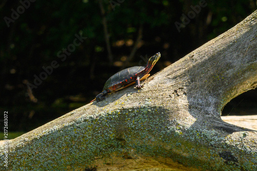 Canvastavla Painted turtle (Chrysemys picta) climbing a weathered log at an angle, symbolizi