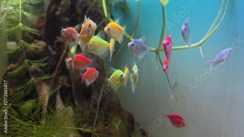 Timelapse Colorful fish swim gracefully through a lush aquatic garden. Bright orange, red, and yellow fish dart among green plants. Aquatic plants frame a natural, serene underwater environment. 4K Fo