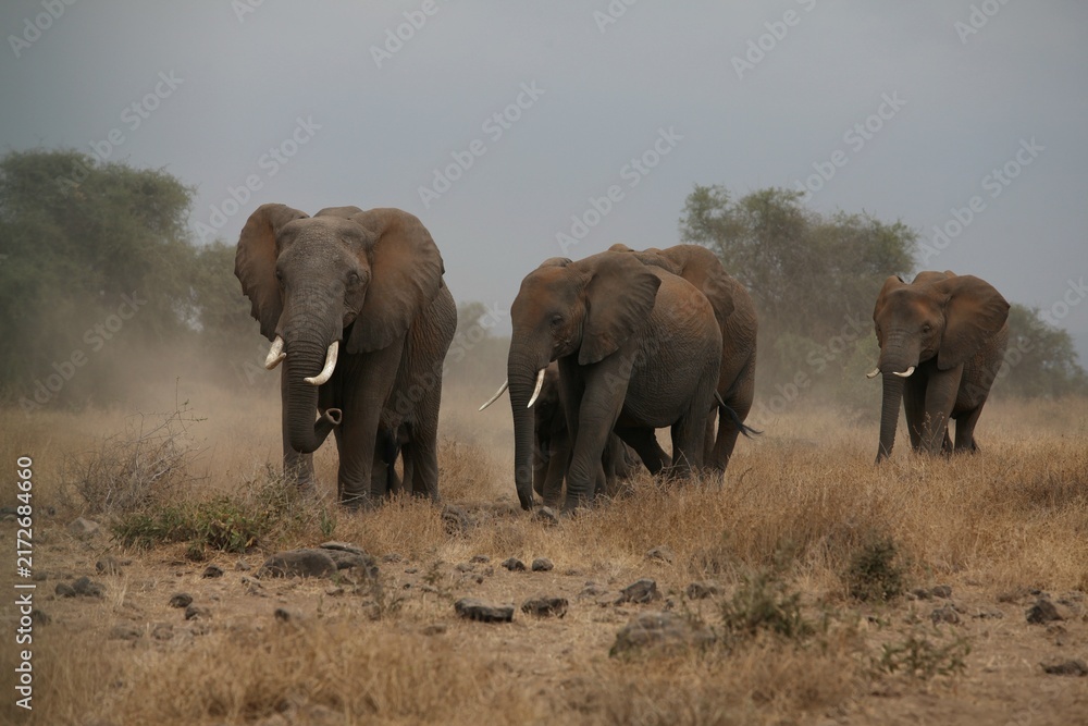 Fototapeta premium African elephants walking through savanna in Amboseli National Park, Kenya