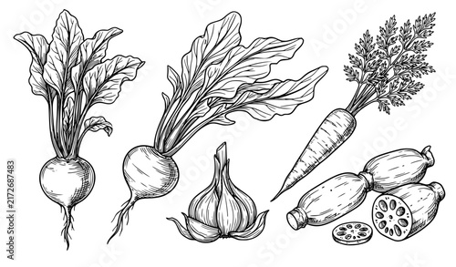 Botanical Root Vegetable Line Drawings Beet Turnip Carrot Lotus Root and Garlic