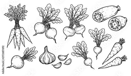 Hand Drawn Underground Vegetable Outline Vector Set with Garlic and Lotus Root