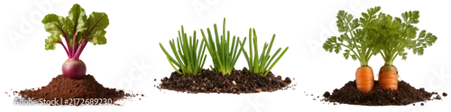 Panel kuchenny z motywem Beetroot, chives, and carrots growing in soil, isolated on white background