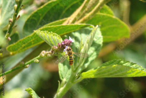 фотографія Hoverfly on a wildflower in a field, in Cotacachi, Ecuador