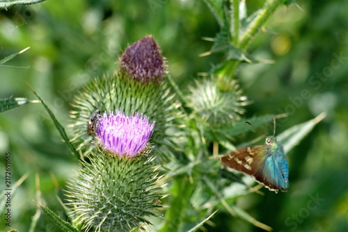 Foto Esmeralda Longtail (Urbanus esmeraldus) skipper butterfly on a Scotch thistle fl
