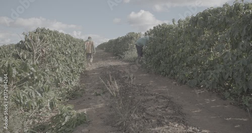 Coffee plant