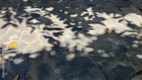 Natural Leaf Shadows Creating a Dappled Light Pattern on the Ground