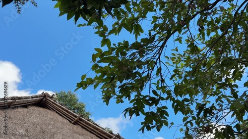 Green Tree Branches and Leaves Against a Clear Blue Sky

