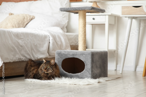Cute fluffy cat lying near scratching post in bedroom