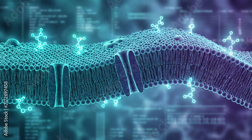 Cell membrane structure with lipid bilayer and protein channels, microscopic view showing molecular components in blue tones