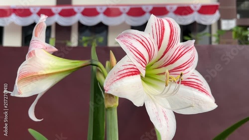 Close-up shot of a vibrant red and white striped Amaryllis (Hippeastrum) flower swaying gently in the wind outdoors.
