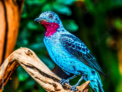 Colorful Red Blue Male Spangled Cotinga Bird