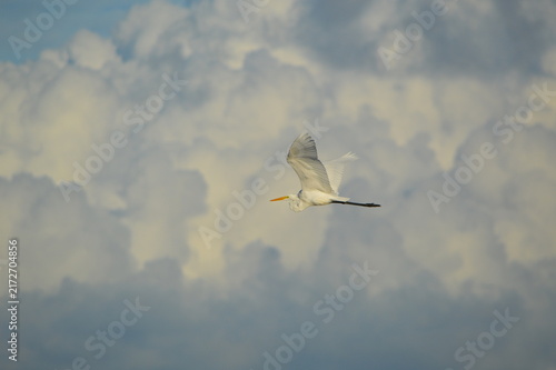 Florida Wildlife White on White