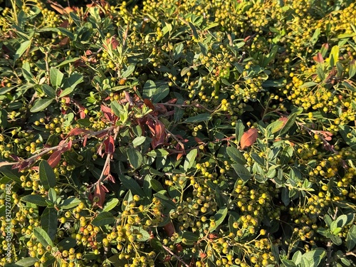 Cotoneaster bush with unripe berries in summer