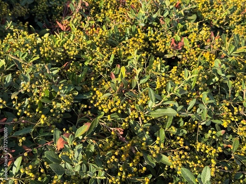 Cotoneaster bush with unripe berries in summer
