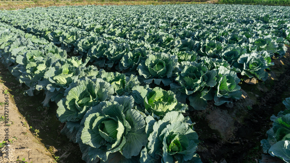 Fototapeta premium Fresh Green Cabbage Plantation Field in Agricultural Farmland