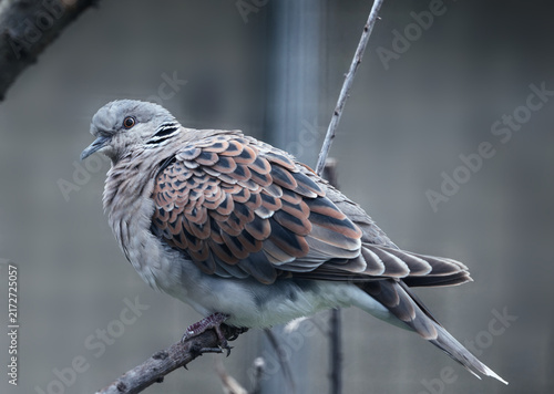 Quadro su tela Close-up animal photo of a very proud turtle dove looking at the camera