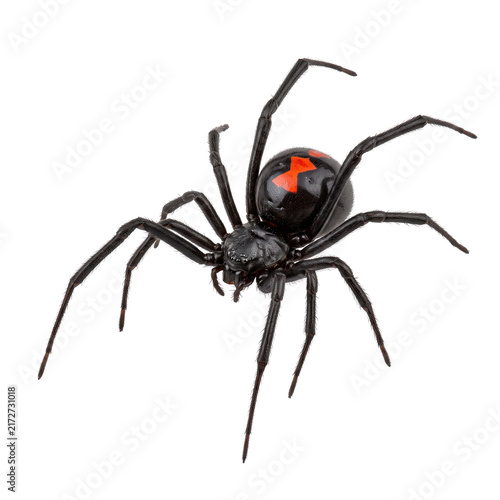Foto Black widow spider with red hourglass marking on abdomen.