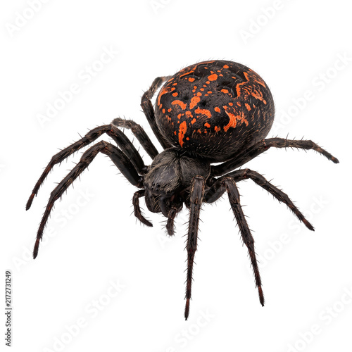 Konstfotografi Close up of a colorful garden spider with intricate patterns.