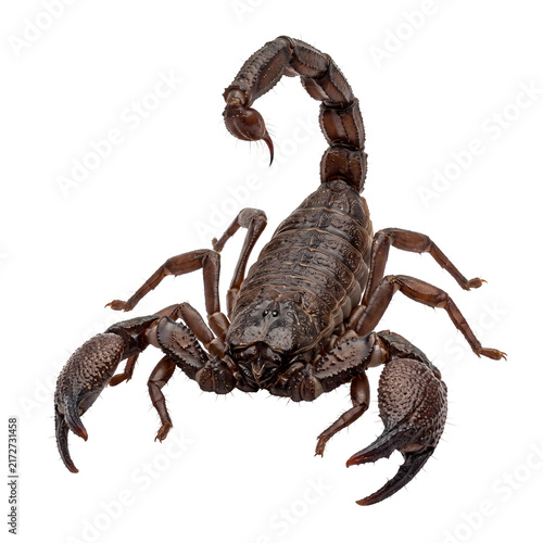 Obraz na plátne Detailed Black Scorpion with Raised Tail and Claws.