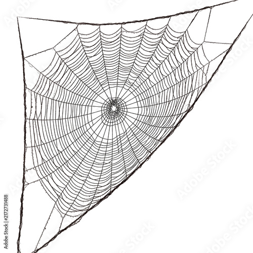 Detailed Spider Web with Radial and Circular Patterns.
