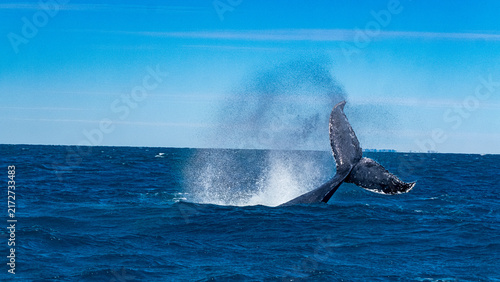 Obraz na płótnie Humpback whale diving with tail fluke above blue ocean, Australia Marine Wildlif