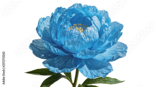 Foto Vibrant blue peony flower with delicate petals and yellow stamen, isolated on tr