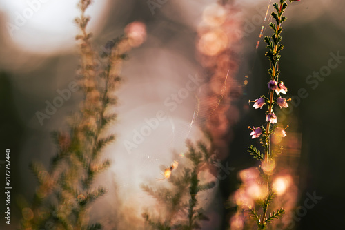 Macro shot of purple heather flowers and spider web backlit by dramatic golden hour sunlight with beautiful bokeh