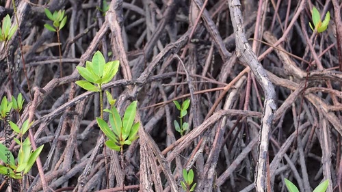 young mangrove ,Young mangrove seedling anchored in tidal sediment, illustrating coastal resilience, wetland restoration, habitat recovery, and climate adaptation