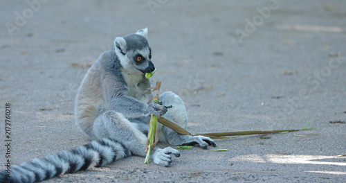Фотография Ring-Tailed Lemur Sitting on Ground Eating Green Bamboo Stalk