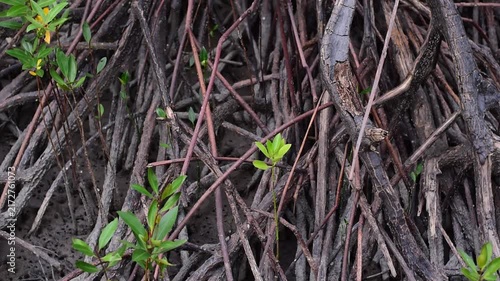 mangrove forest, Close-up shot of intricate and tangled mangrove tree roots growing in a muddy wetland ecosystem,mangrove