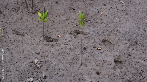 young mangrove ,Young mangrove seedling anchored in tidal sediment, illustrating coastal resilience, wetland restoration, habitat recovery, and climate adaptation