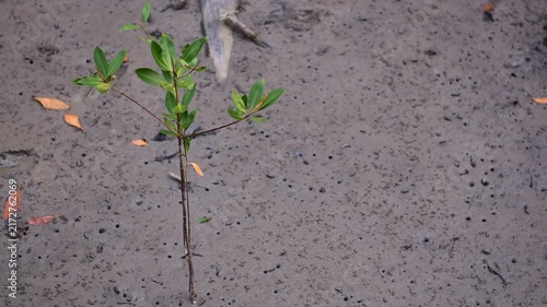 young mangrove ,Young mangrove seedling anchored in tidal sediment, illustrating coastal resilience, wetland restoration, habitat recovery, and climate adaptation