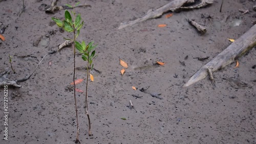 young mangrove ,Young mangrove seedling anchored in tidal sediment, illustrating coastal resilience, wetland restoration, habitat recovery, and climate adaptation
