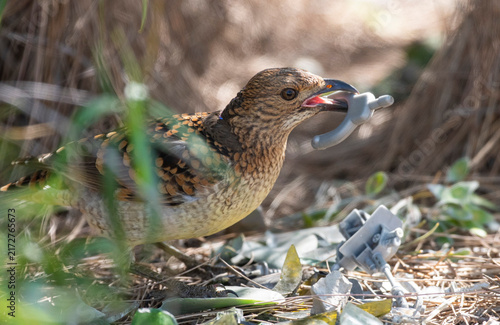 Fotografía A spotted bowerbird with a liking for metal objects to put in its bower in northern Australia