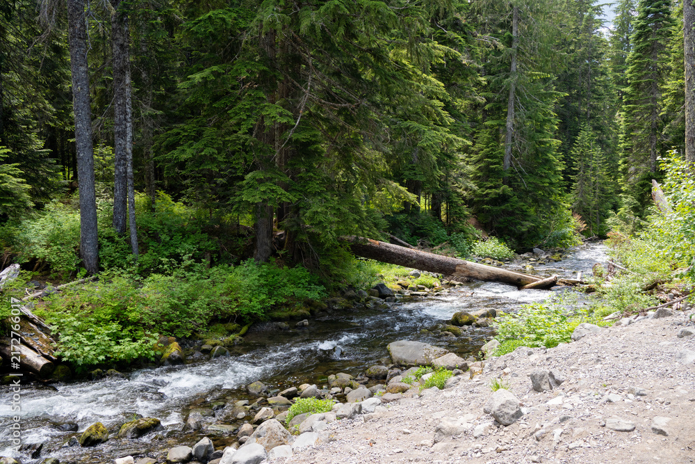 Fototapeta premium mountain river in the forest with fallen log landscape