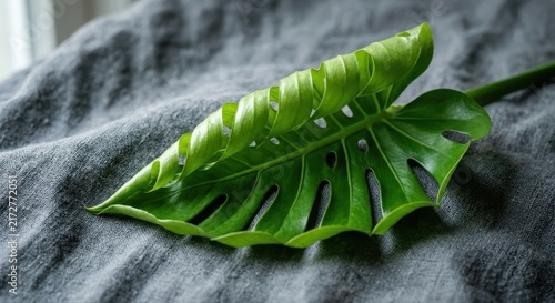 Vibrant green Monstera leaf with intricate patterns resting on a textured grey fabric surface