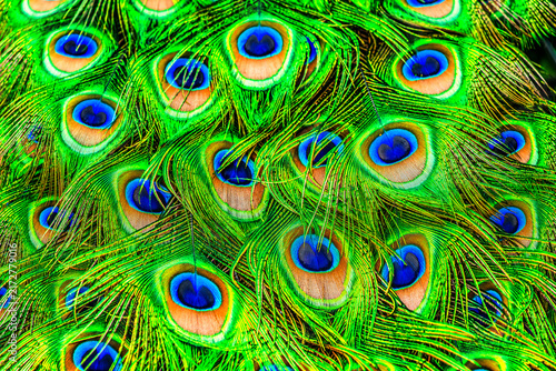 Colorful Peacock Feathers Waikiki Hawaii