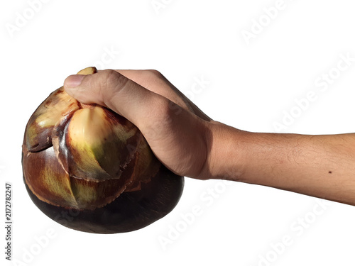 Fotografie Holding a toddy palm fruit in hand, isolated on a PNG background.