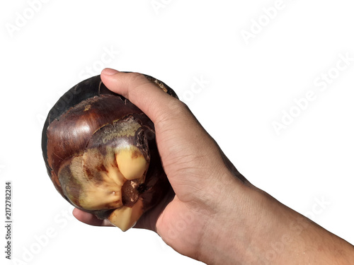Fotografie Holding a toddy palm fruit in hand, isolated on a PNG background.