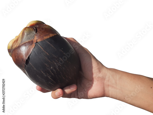 Cuadro en lienzo Holding a toddy palm fruit in hand, isolated on a PNG background.