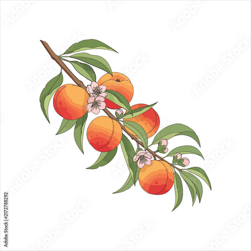 Ripe peach branch with green leaves and pink flowers vector illustration isolated on white.