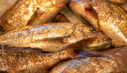 Cuadro en lienzo wild sea bream,a marvel for the most demanding palates