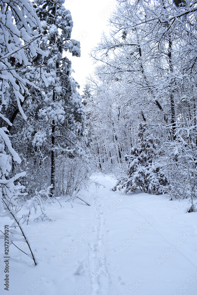 Fototapeta premium winter forest trees in the snow frost. Fantastic winter landscape. winter forest trail, cold season. a lot of snow. rest in the city park. nature, outdoor hiking. resting place. cold winter season