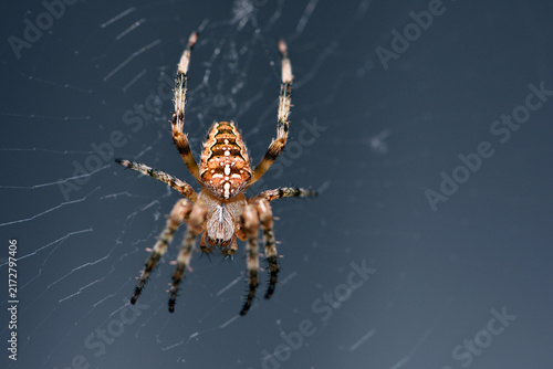 Araneus big spider. large spider, Araneus, sitting on a web. Spider. Macro photo of a garden spider on a web against a natural dark background. isolated on black, close-up, place for text