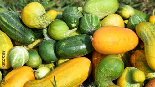 Фотография overripe yellow cucumber